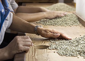 Việt Nam : Xuất khẩu cà phê tháng 8/2018 cao hơn dự báo